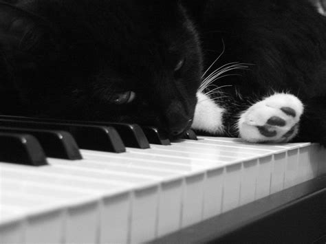 Piano Cat Wallpapers - Wallpaper Cave