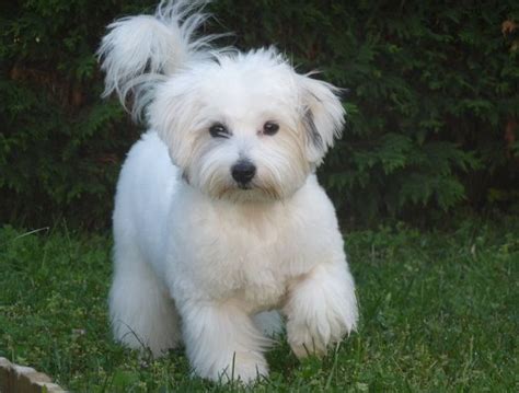 Coton de Tulear Info, Temperament, Puppies, Pictures