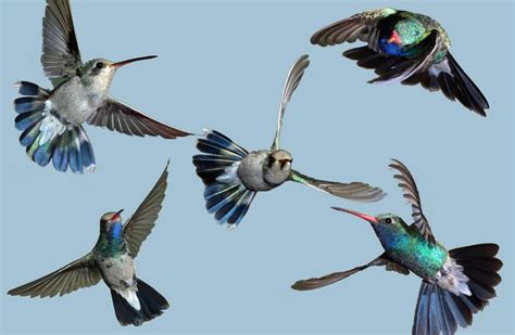 Hummingbird feet: The Secret to Hovering and Flying Backwards – Nature Blog Network