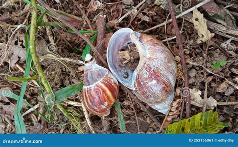 Dead snail shell stock image. Image of nature, tree - 253156061