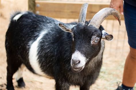 How Today’s Domestic Goat Came to Be - Brevard Zoo Blog