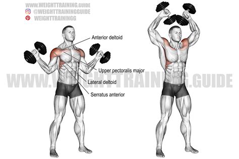 Deltoid Exercises With Dumbbells