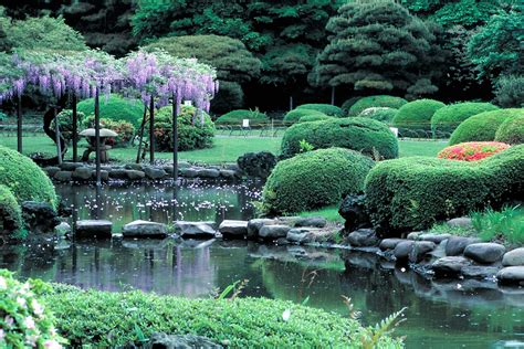 Wisteria Season is Coming to Shinjuku Gyoen National Garden - Shinjuku Guide