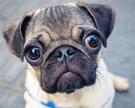 10 Captivating Facts About Pug - Facts.net