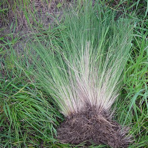 AgPest » Nassella tussock, serrated tussock