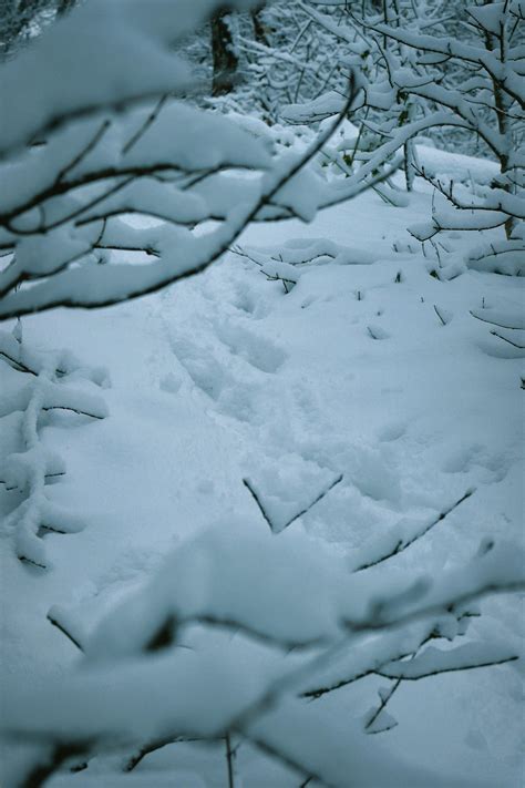 Fox Standing on Snow Covered Ground · Free Stock Photo