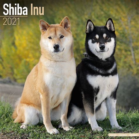 Shiba Inu Calendar, Dog Breed Calendars | Pet Prints Inc