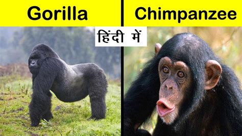 Differences between Gorilla and Chimpanzee | Gorilla Trekking Tours