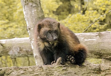 Wolverine habitat suffering from climate change, judge rules | Canadian Geographic