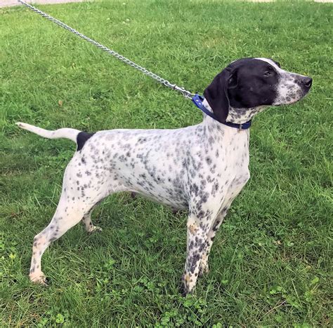 English Pointer Puppies for Sale - Warriors Mark Wingshooting Lodge and ...