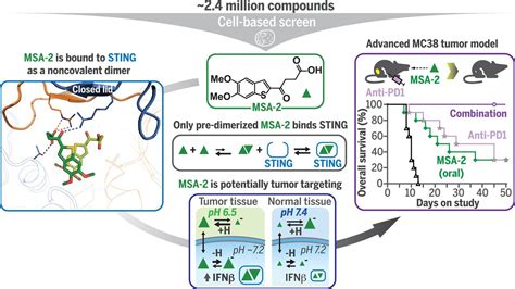 An orally available non-nucleotide STING agonist with antitumor ...