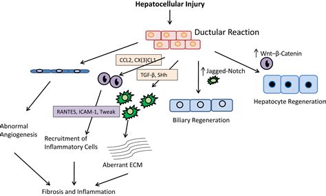 Hepatic Progenitor Cells in Action - The American Journal of Pathology