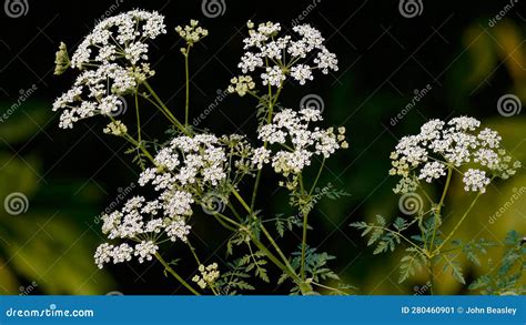 Poison Hemlock stock image. Image of roots, wild, nature - 280460901