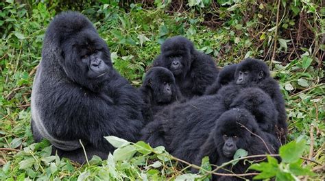 Gorilla Trekking in Africa