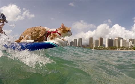 Soggy moggy: Kuli, the one-eyed surfing cat rides Hawaii's waves, in pictures