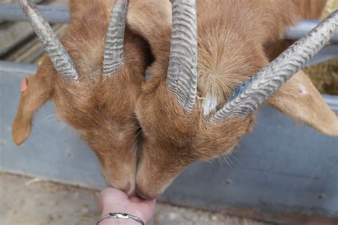 Me and my shadow: Springtime fun at Mead Open Farm