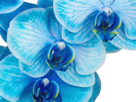 How Colored Orchids Are Made | Petal Talk