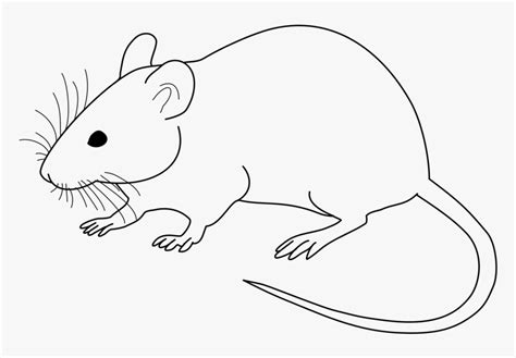 Rat Black And White, HD Png Download - kindpng