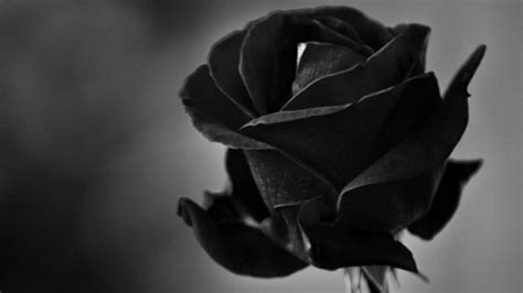 Black Roses Desktop Wallpapers - Wallpaper Cave