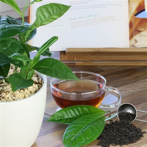 Buy grow your own tea or Camellia sinensis var. sinensis Camellia ...