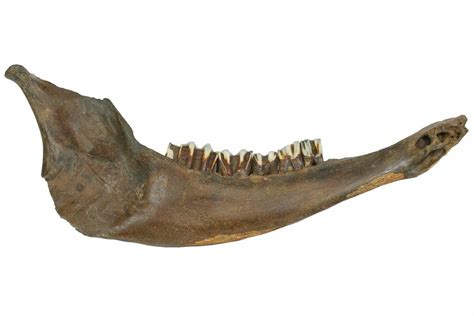 15" Pleistocene Aged Fossil Bison Jaw Bone - Kansas (#152245) For Sale - FossilEra.com