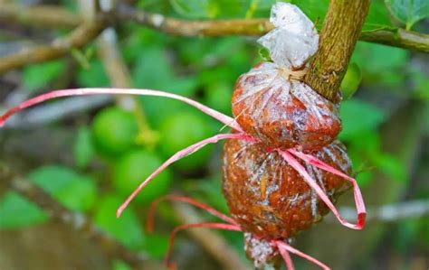 HOW TO GROW LYCHEE FROM CUTTINGS? – Slick Garden