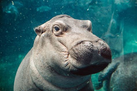 Hooray For Fiona The Hippo, Our Bundle Of Social-Media Joy ... Green Rules Apply - Community ...