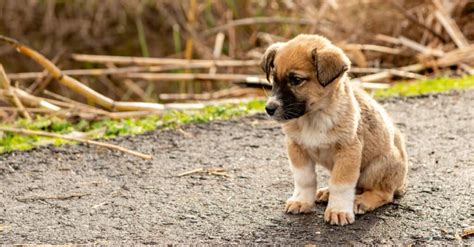 Anatolian Shepherd Dog - A-Z Animals