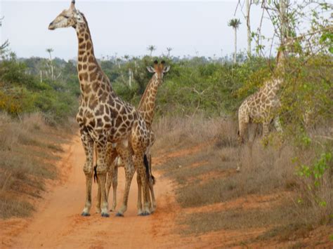 Quissama - Angola Tourism