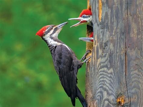 Pileated Woodpecker Facts For Bird Watchers | Our Canada