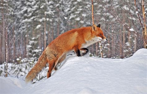 Din fauna Romaniei | Profu' de geogra'