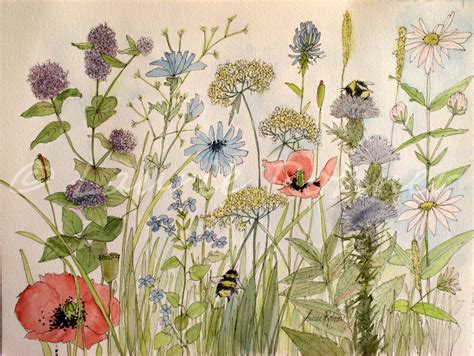 Garden Flower Illustration Botanical Watercolor Wildflowers Herbs Bee ...