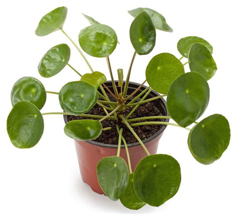 Money Plant: How to Grow, and Care for Chinese Money Plant