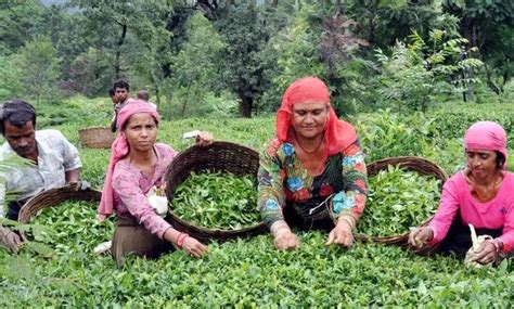 Himachal Pradesh's Kangra tea gets European GI tag