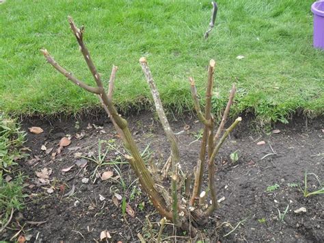 Potatura delle rose - Tecniche di giardinaggio - Potatura delle rose ...