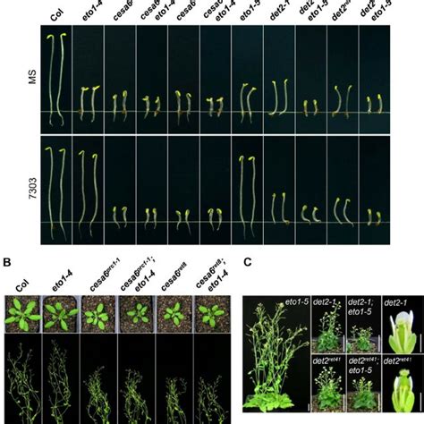 (PDF) Chemical genetics reveals a role of brassinolides and cellulose synthase in the hypocotyl ...