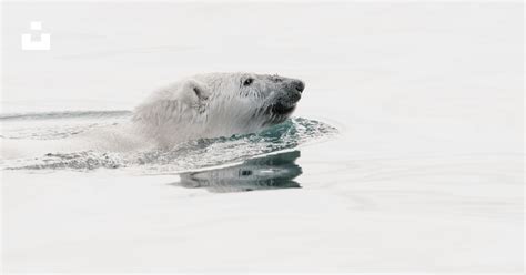 White polar bear swimming in water photo – Free Grey Image on Unsplash