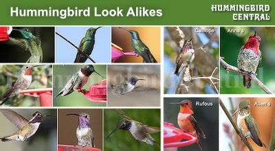 Hummingbird species, with common names, sizes, scientific names and photos