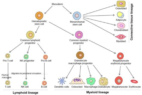 Cells and Organs of the Immune System – StudiousGuy