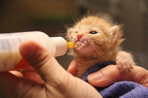 My Cute Baby Kitten drink milk from bottles | Baby animals, Animal welfare league, Kitten care