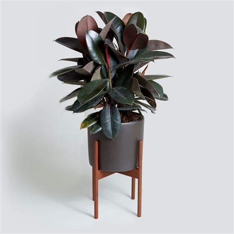 Ficus Black Prince Rubber Plant - Nestreeo.com