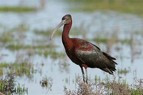 Glossy Ibis | Bird Identification Guide | Bird Spot