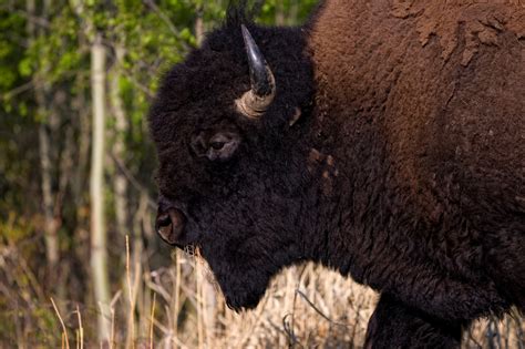 Plains Bison Conservation Herds | Sidney Blake Photography