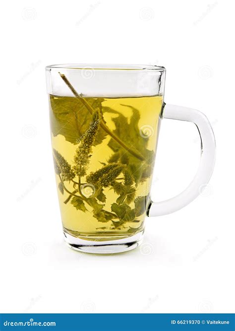 Melissa tea cup stock photo. Image of flower, health - 66219370