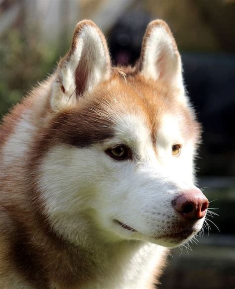 250+ Cool Husky Dog Names For Male & Female Huskies | Puplore