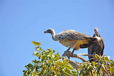 Best African Condor Stock Photos, Pictures & Royalty-Free Images - iStock