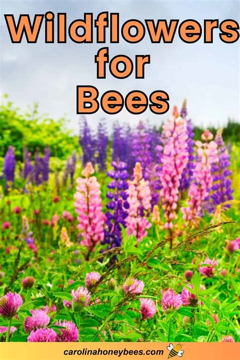 Top Must Have Wildflowers for Bees- Carolina Honeybees