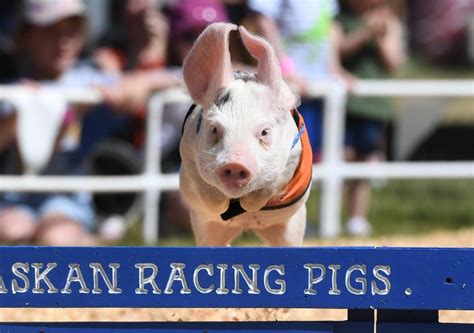 Photos: Pig racing at the Alameda County Fair