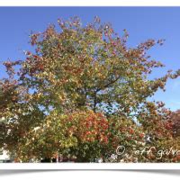 Hawthorn Tree Identification || Identifying Crataegus