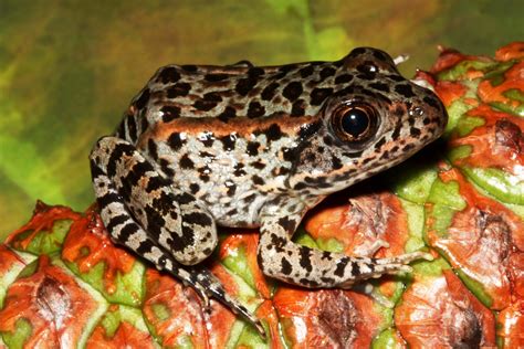 Flickriver: Photoset 'Gopher Frog' by MyFWC Florida Fish and Wildlife